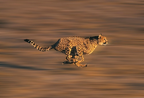 cheetah3